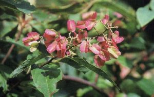 藤狀火把花 藤狀火把花