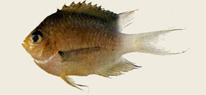 卵形光鰓魚 卵形光鰓魚