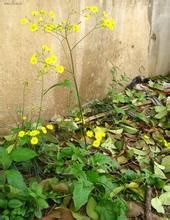 光黃鵪菜 光黃鵪菜