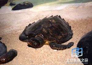 背甲光澤艷麗的海洋龜類——玳瑁