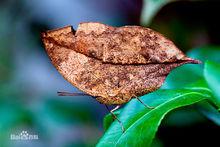 butterfly[蝴蝶的英文表述]