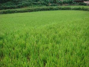 二道田自然村-水田