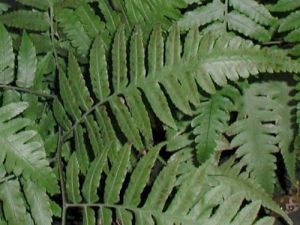 毛腳毛蕨 毛腳毛蕨