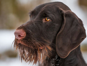 德國剛毛指示犬 德國剛毛指示犬