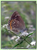 無尾灑灰蝶 無尾灑灰蝶