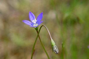 藍花參[藍花參]