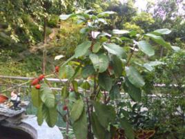 鳳眼果樹皮 鳳眼果樹皮