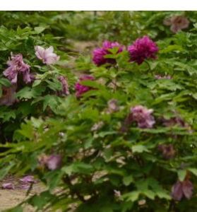 海濱黃耆 海濱黃耆