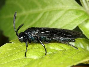 杜鵑三節葉蜂 杜鵑三節葉蜂