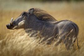 非洲野豬 非洲野豬