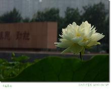 新校區圖書館前的夏荷