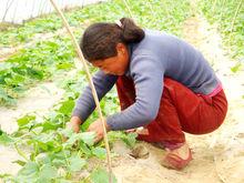 龍固鎮[江蘇省沛縣龍固鎮]