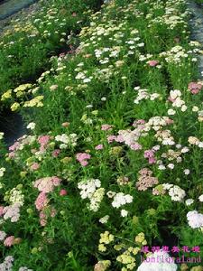 西洋蓍草 西洋蓍草