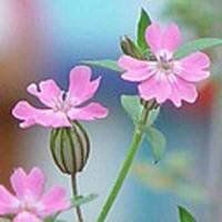 大蔓櫻草 大蔓櫻草