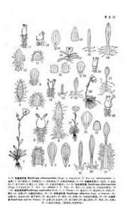 毛瓣虎耳草(原變種) 毛瓣虎耳草(原變種)