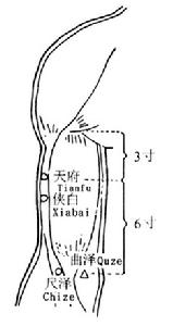 （圖）尺澤穴與上肢的穴位