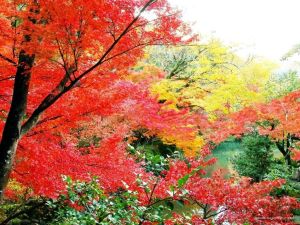 《霜葉紅似二月花》 《霜葉紅似二月花》