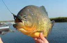 被釣上的食人鯧