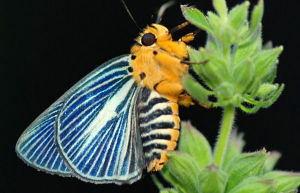 白傘弄蝶 白傘弄蝶