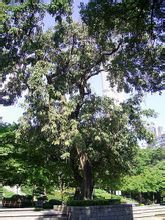 長於九龍公園內樹齡約80歲的金鍊花樹 