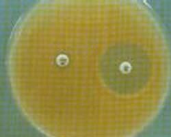 微球菌屬 微球菌屬