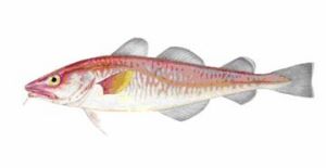 岐異凹腹鱈 岐異凹腹鱈