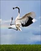 黑冠鷺鴇 黑冠鷺鴇