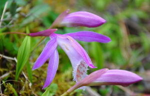 台灣一葉蘭圖片