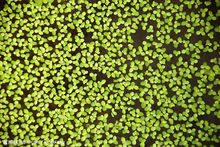 常見植物—浮萍