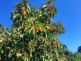 橘樹[聊齋志異篇目]