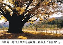 洛陽鎮銀杏谷自然風光