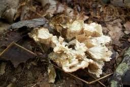 透光柄杯菌 透光柄杯菌