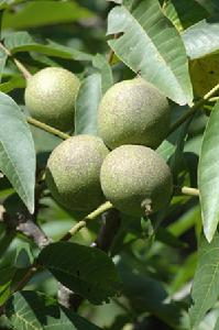 鳳慶核桃 鳳慶核桃