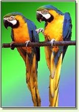 上海野生動物園