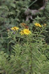 少毛金仙草 少毛金仙草