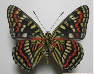 錦瑟蛺蝶 錦瑟蛺蝶