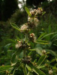 台灣野薊 台灣野薊