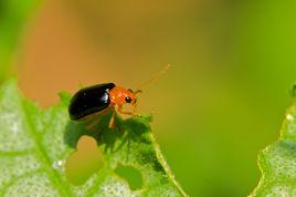 黃足黑守瓜 黃足黑守瓜