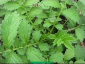 仙鶴草提取物 仙鶴草提取物