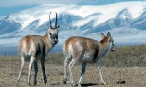 瀕危動物-藏羚羊