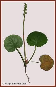 鹿蹄草金鏽菌 鹿蹄草金鏽菌