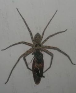 白額巨蟹蛛 白額巨蟹蛛