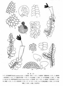 尖舌扁萼苔 尖舌扁萼苔