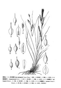 打箭薹草 打箭薹草