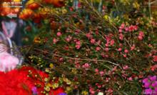 臘梅花[臘梅的別稱]