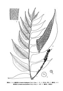 秦嶺貫眾 秦嶺貫眾