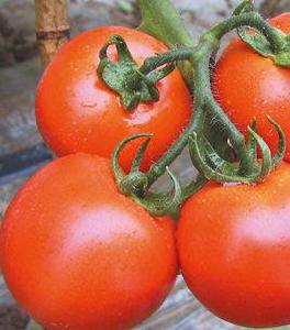 蘇紅9號 蘇紅9號