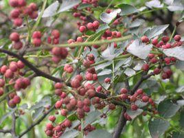 涉縣花椒 涉縣花椒