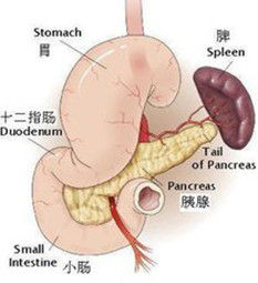 諸濕腫滿皆屬於脾