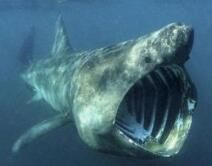 大西洋燕鰩魚 大西洋燕鰩魚